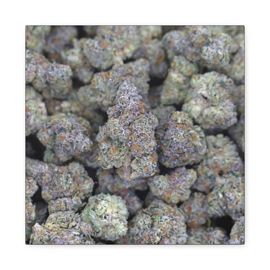 Cannabis Bud Close-Up Matte Canvas Print —"PINK RUNTZ" Stretched 1.25" Wall Art
