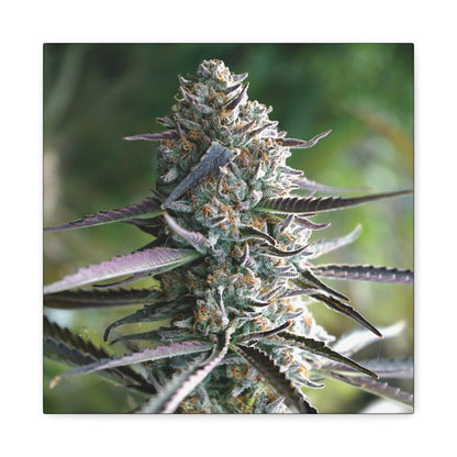 Cannabis Bud Canvas Print — Botanical Marijuana Wall Art (Matte Stretched)