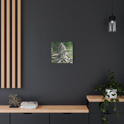 Cannabis Bud Canvas Print — Botanical Marijuana Wall Art (Matte Stretched)