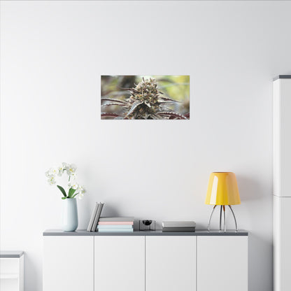 Cannabis Bud Matte Canvas Wall Art — Stretched Botanical Photo Print perfect holiday gift for stoners