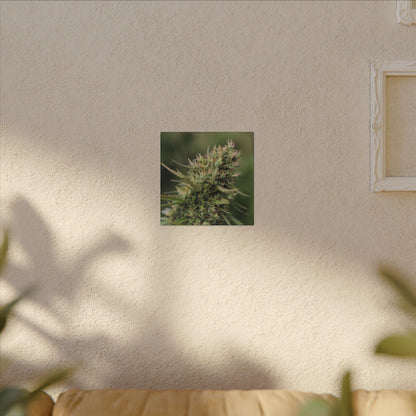 Cannabis Plant Photography Matte Canvas Print — Stretched Botanical Wall Art for cannabis smokers/stoners