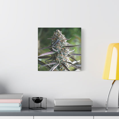 Cannabis Bud Canvas Print — Botanical Marijuana Wall Art (Matte Stretched)