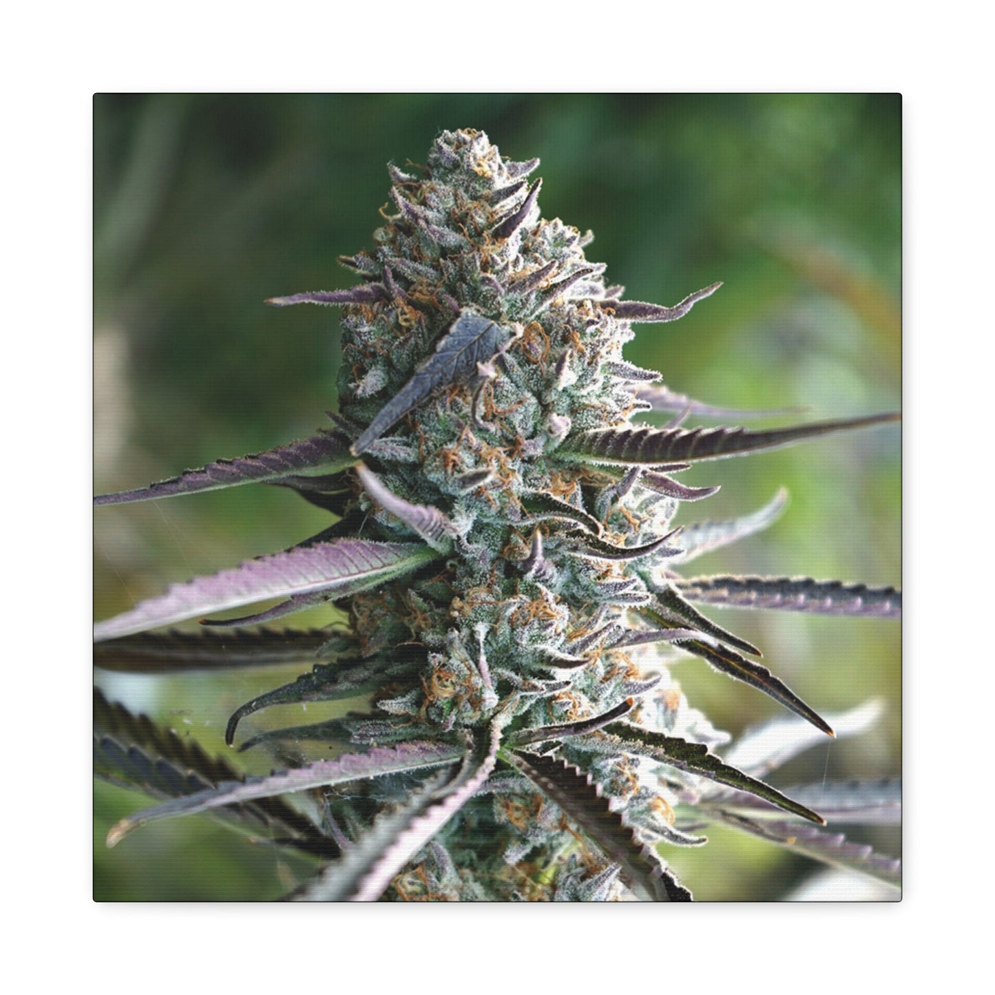 Cannabis Bud Canvas Print — Botanical Marijuana Wall Art (Matte Stretched)