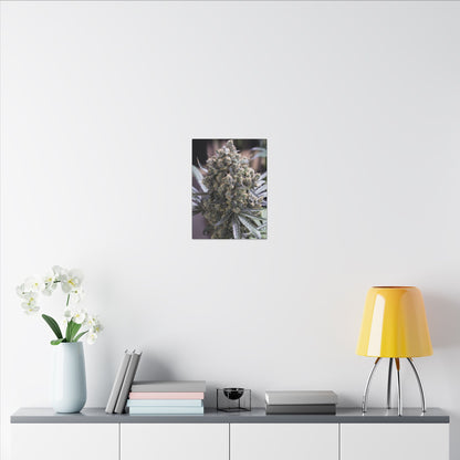 Cannabis Bud Photo Canvas Print — Matte Stretched Wall Art decoration perfect holiday gift for smokers
