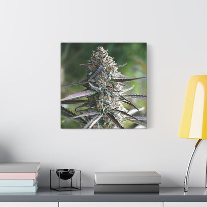 Cannabis Bud Canvas Print — Botanical Marijuana Wall Art (Matte Stretched)
