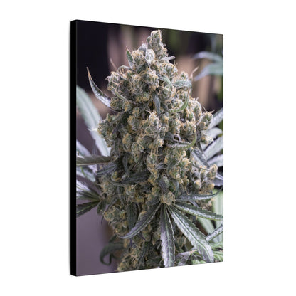 Cannabis Bud Photo Canvas Print — Matte Stretched Wall Art decoration perfect holiday gift for smokers