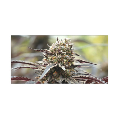 Cannabis Bud Matte Canvas Wall Art — Stretched Botanical Photo Print perfect holiday gift for stoners