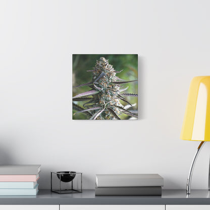 Cannabis Bud Canvas Print — Botanical Marijuana Wall Art (Matte Stretched)