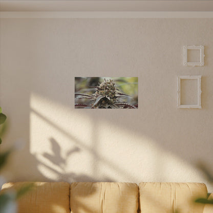 Cannabis Bud Matte Canvas Wall Art — Stretched Botanical Photo Print perfect holiday gift for stoners