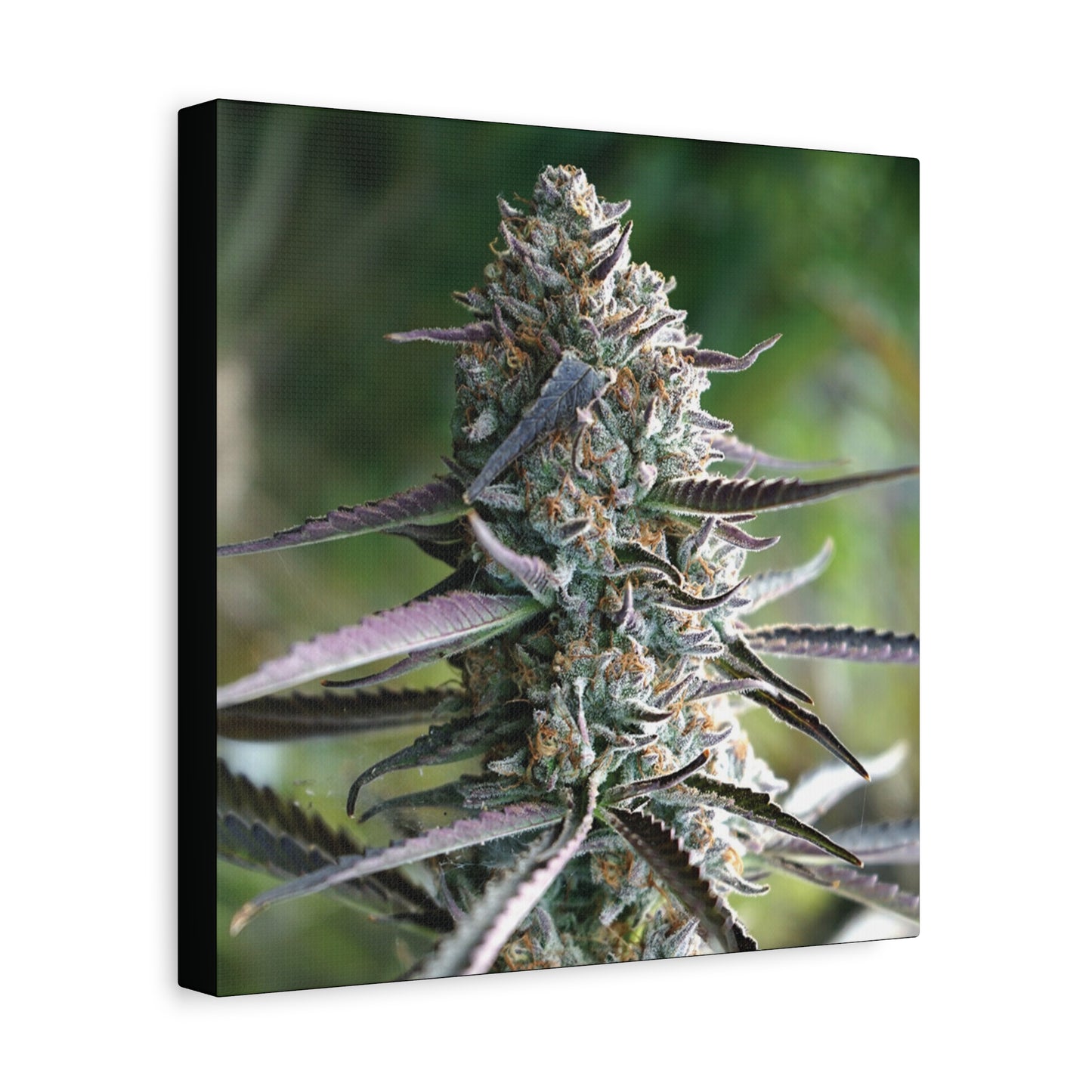 Cannabis Bud Canvas Print — Botanical Marijuana Wall Art (Matte Stretched)