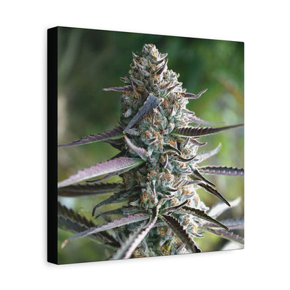 Cannabis Bud Canvas Print — Botanical Marijuana Wall Art (Matte Stretched)