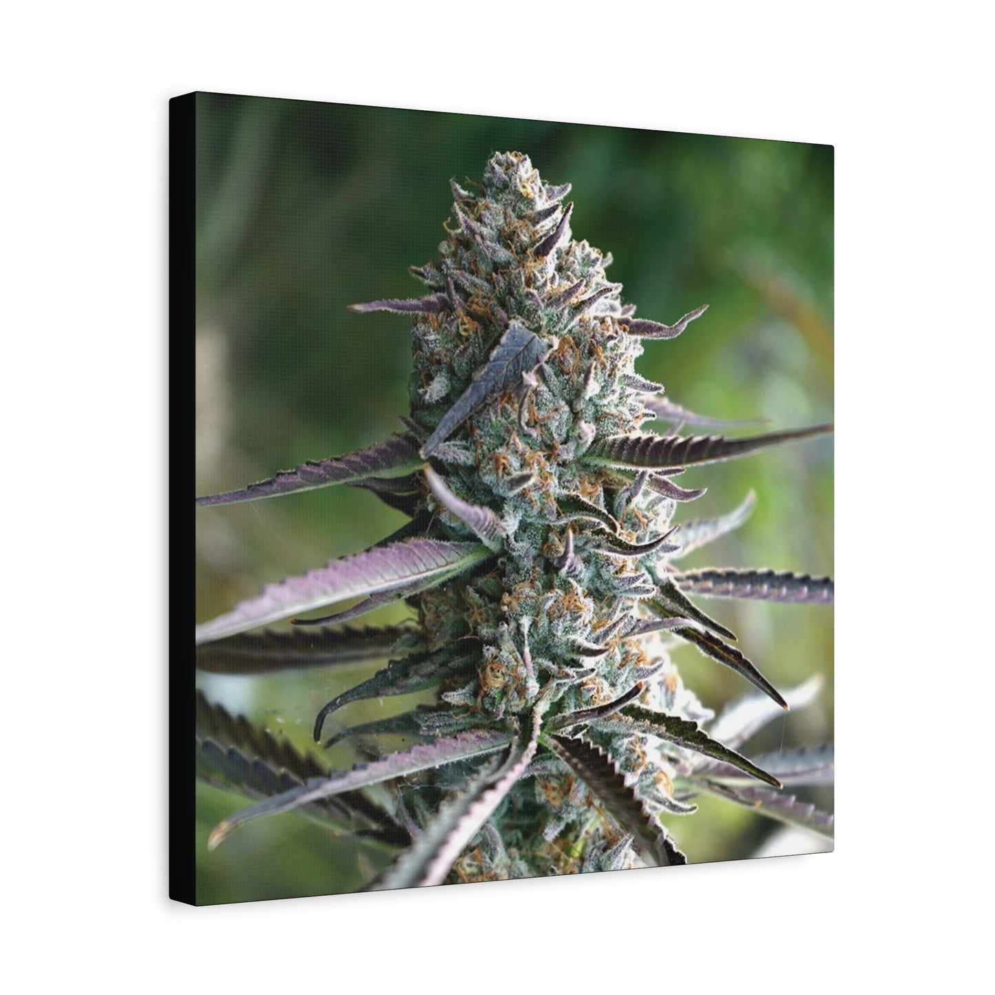Cannabis Bud Canvas Print — Botanical Marijuana Wall Art (Matte Stretched)