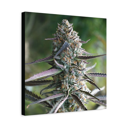 Cannabis Bud Canvas Print — Botanical Marijuana Wall Art (Matte Stretched)